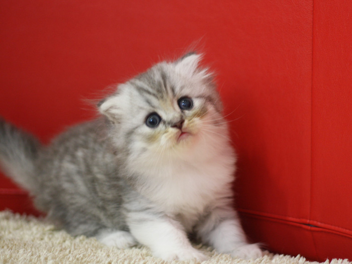 スコティッシュフォールドの子猫画像