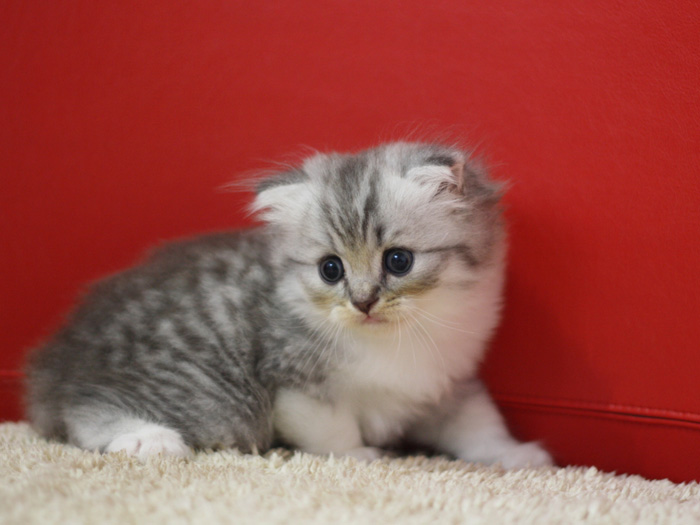 スコティッシュフォールドの子猫画像