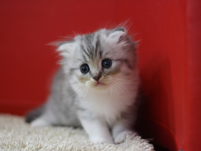 スコティッシュフォールドの子猫画像
