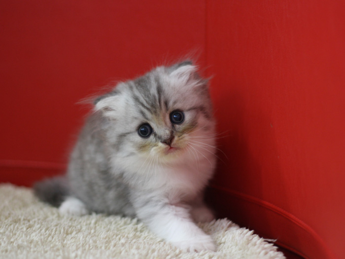 スコティッシュフォールドの子猫画像