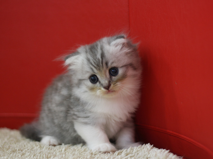 スコティッシュフォールドの子猫画像