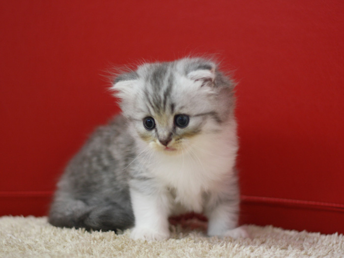 スコティッシュフォールドの子猫画像