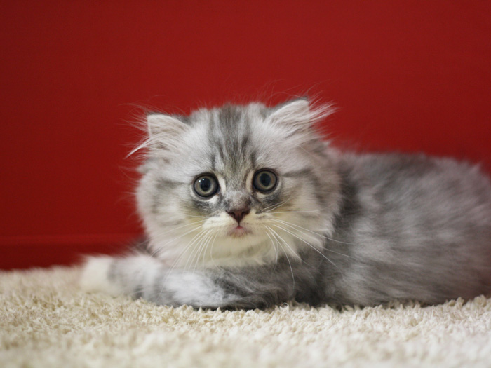 スコティッシュフォールドの子猫画像