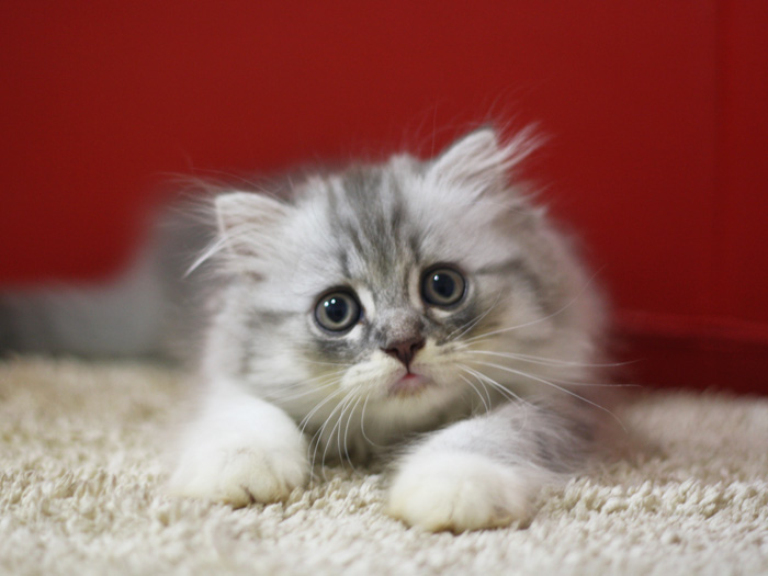 スコティッシュフォールドの子猫画像