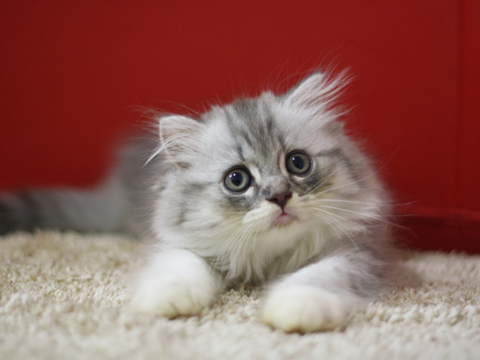スコティッシュフォールドの子猫画像