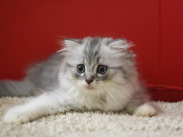 スコティッシュフォールドの子猫画像