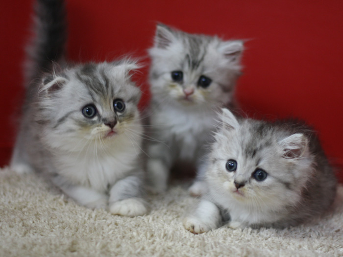 スコティッシュフォールドの子猫画像