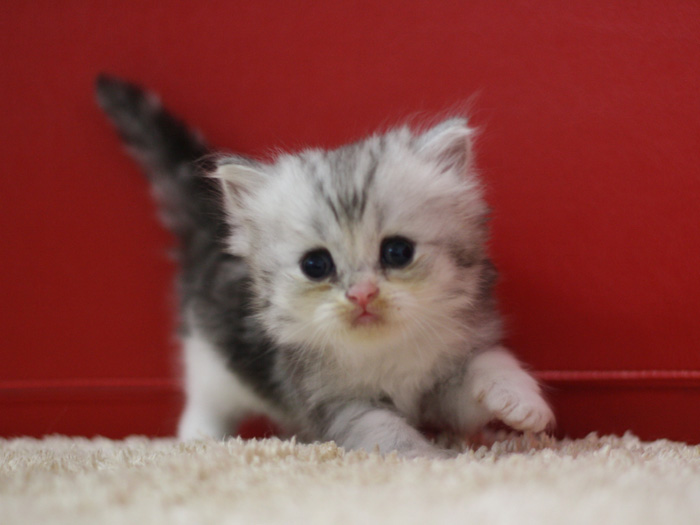 スコティッシュフォールドの子猫画像