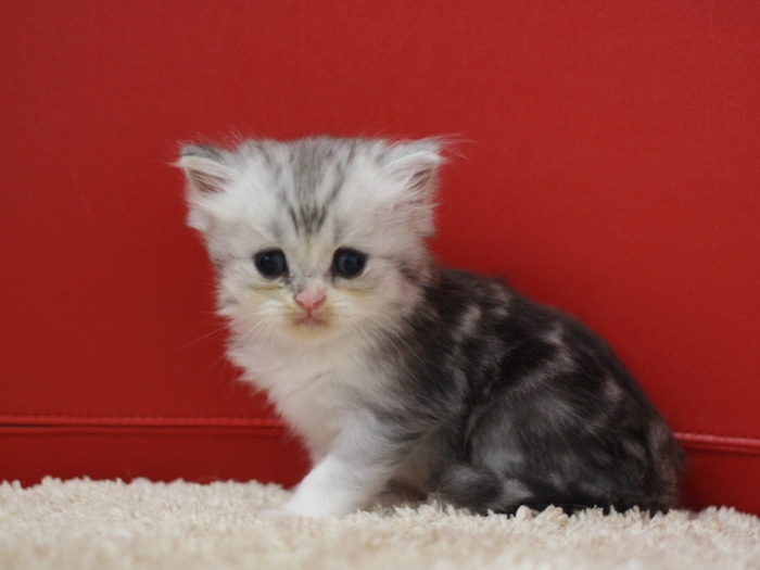スコティッシュフォールドの子猫画像