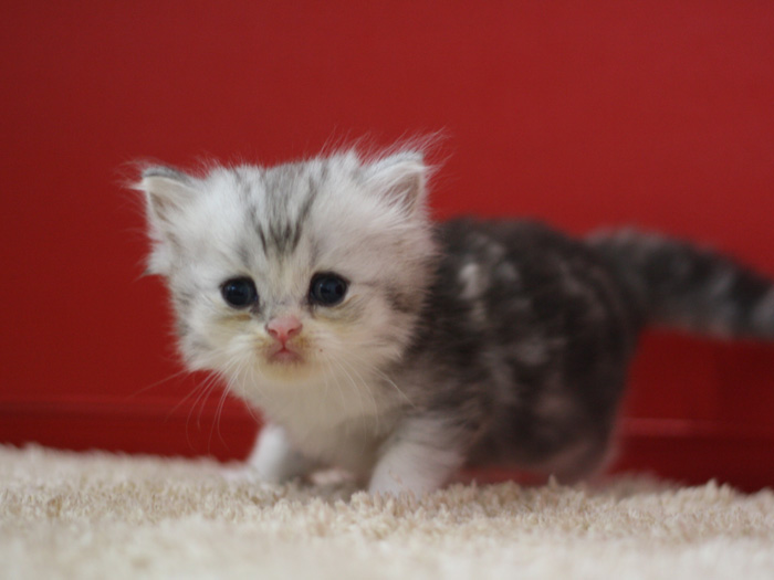 スコティッシュフォールドの子猫画像