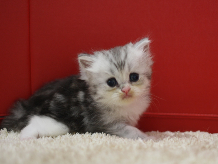 スコティッシュフォールドの子猫画像