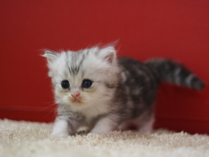 スコティッシュフォールドの子猫画像