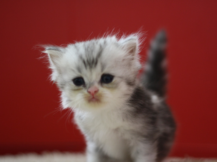 スコティッシュフォールドの子猫画像