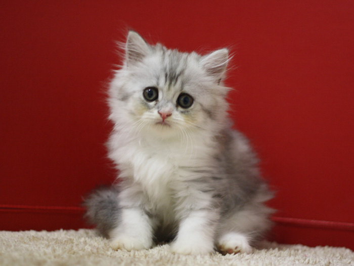 スコティッシュフォールドの子猫画像