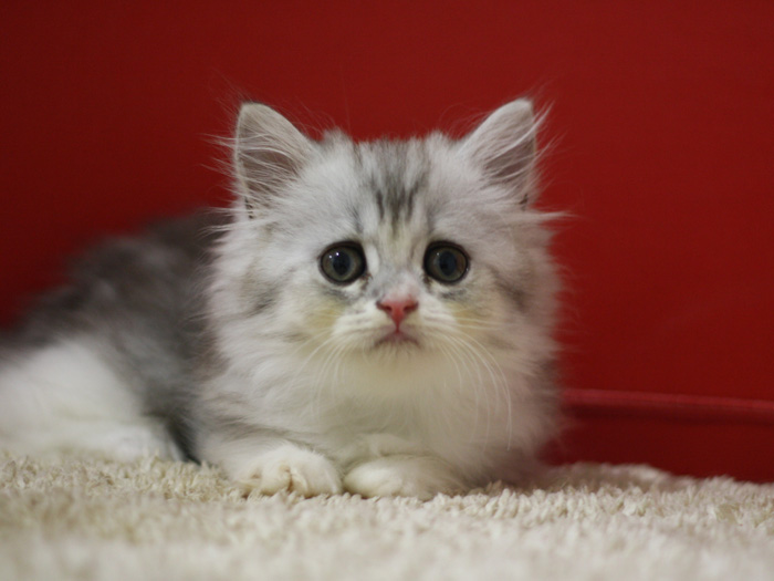 スコティッシュフォールドの子猫画像
