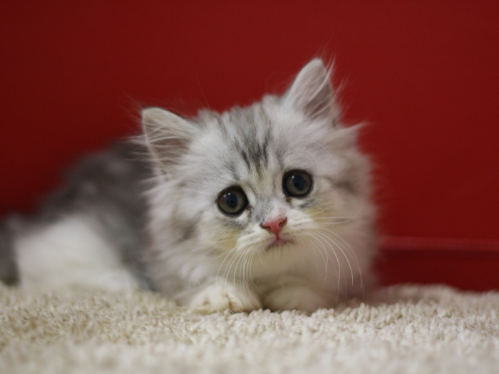スコティッシュフォールドの子猫画像