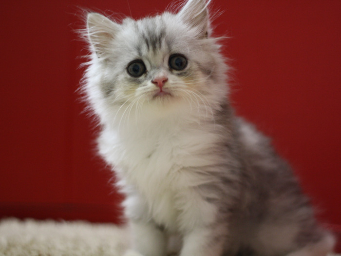 スコティッシュフォールドの子猫画像