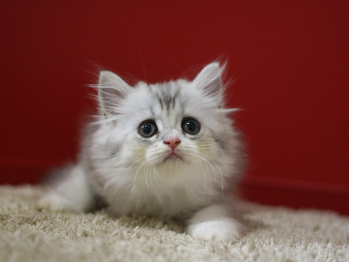 スコティッシュフォールドの子猫画像