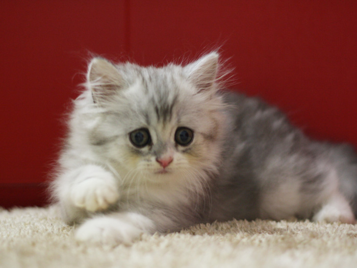スコティッシュフォールドの子猫画像