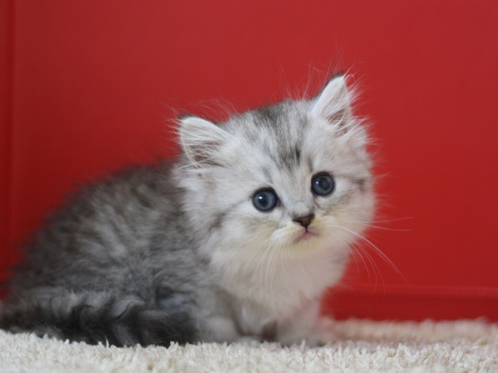 スコティッシュフォールドの子猫画像