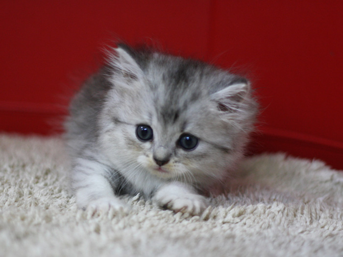 スコティッシュフォールドの子猫画像