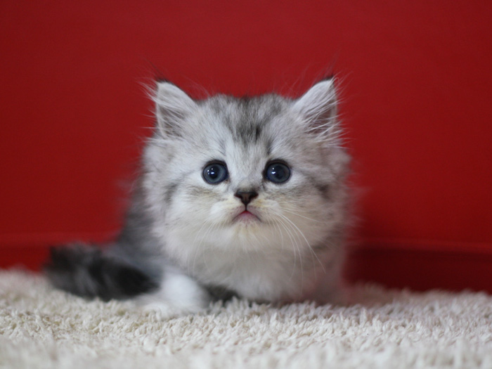 スコティッシュフォールドの子猫画像