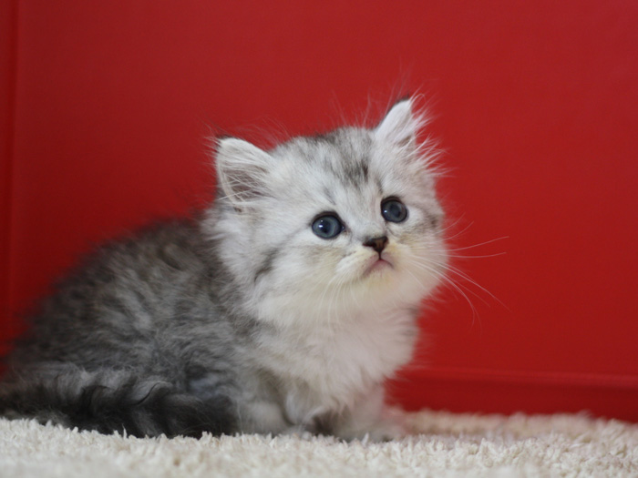 スコティッシュフォールドの子猫画像