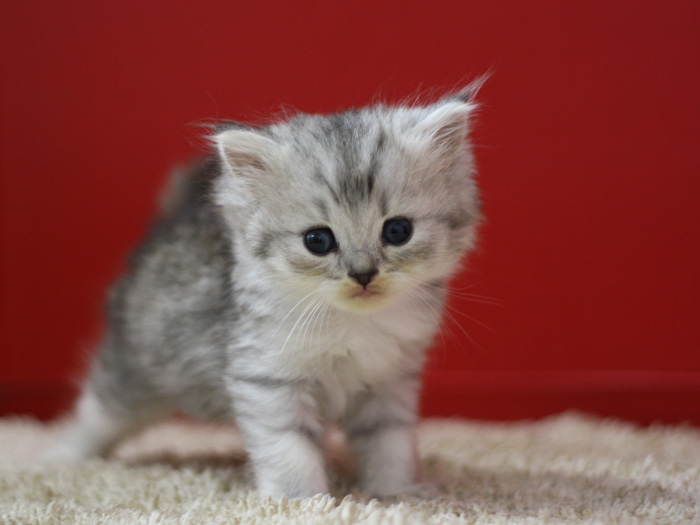 スコティッシュフォールドの子猫画像