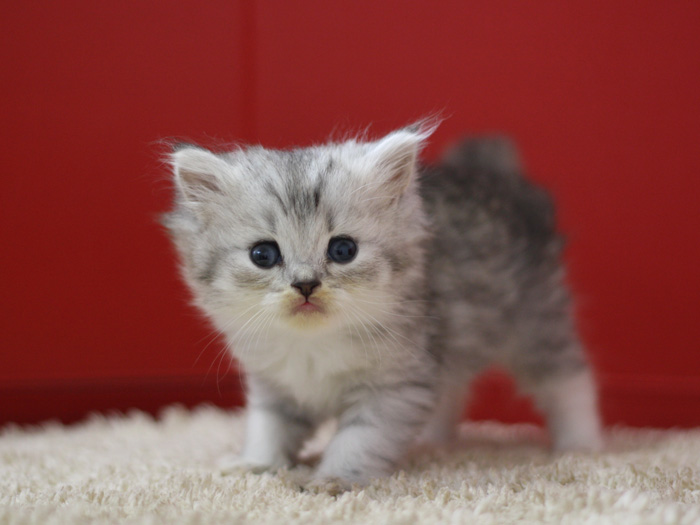 スコティッシュフォールドの子猫画像