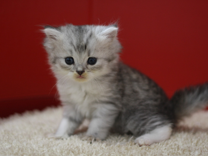 スコティッシュフォールドの子猫画像