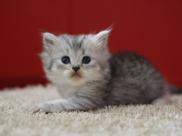 スコティッシュフォールドの子猫画像