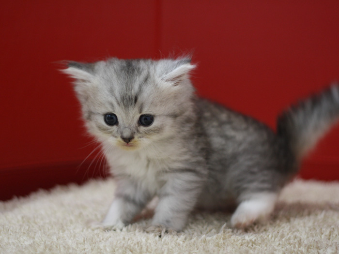 スコティッシュフォールドの子猫画像