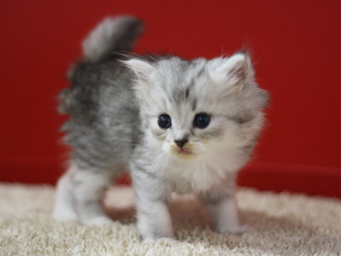 スコティッシュフォールドの子猫画像