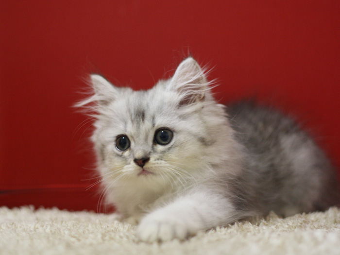 スコティッシュフォールドの子猫画像
