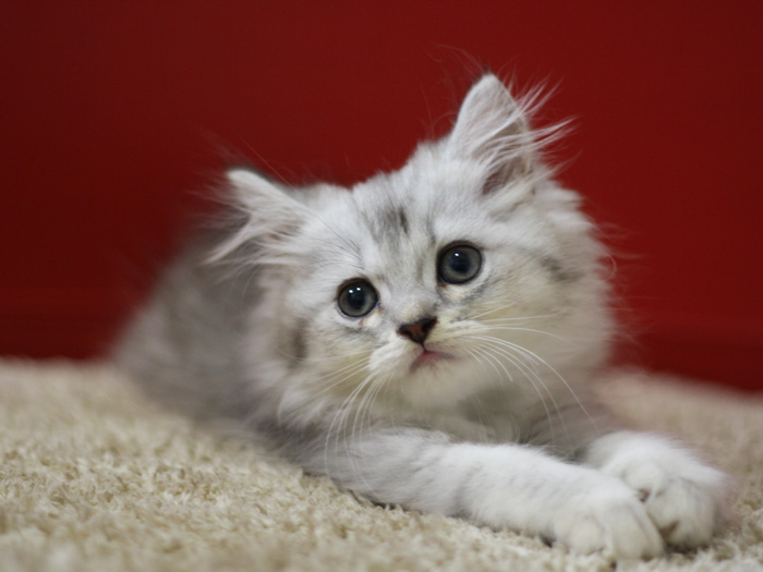 スコティッシュフォールドの子猫画像
