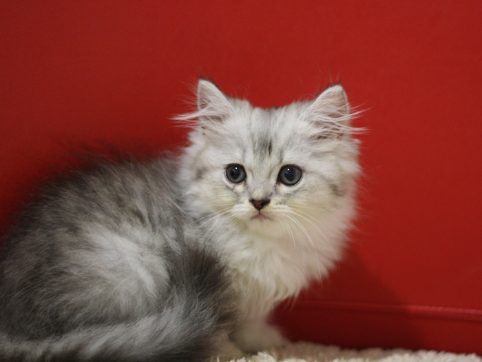 スコティッシュフォールドの子猫画像