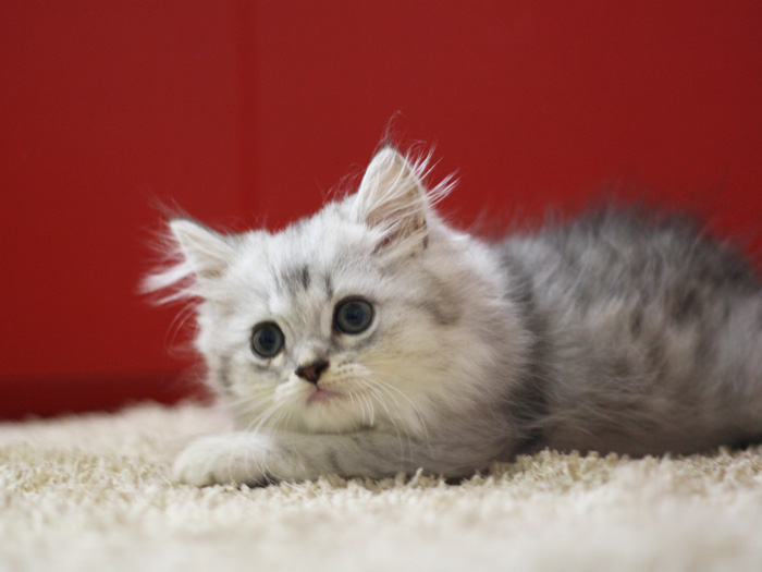 スコティッシュフォールドの子猫画像