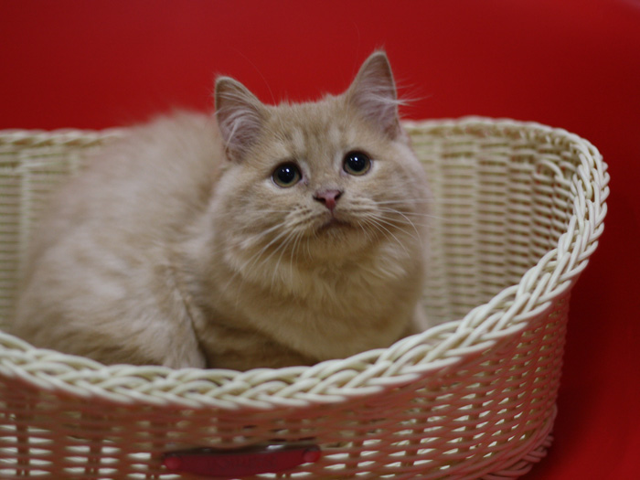 スコティッシュフォールドの子猫画像