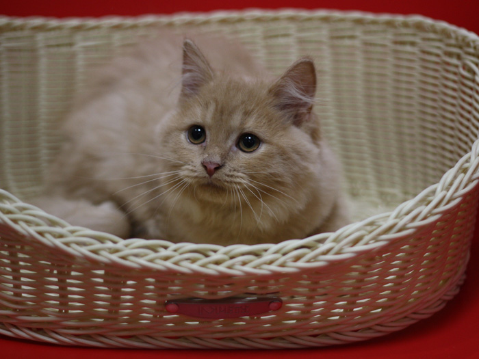 スコティッシュフォールドの子猫画像
