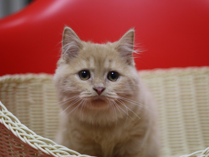 スコティッシュフォールドの子猫画像