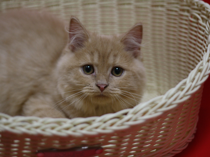 スコティッシュフォールドの子猫画像