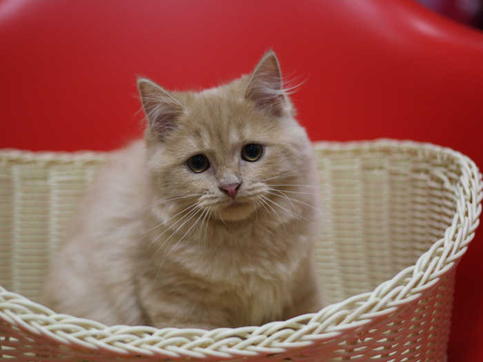 スコティッシュフォールドの子猫画像