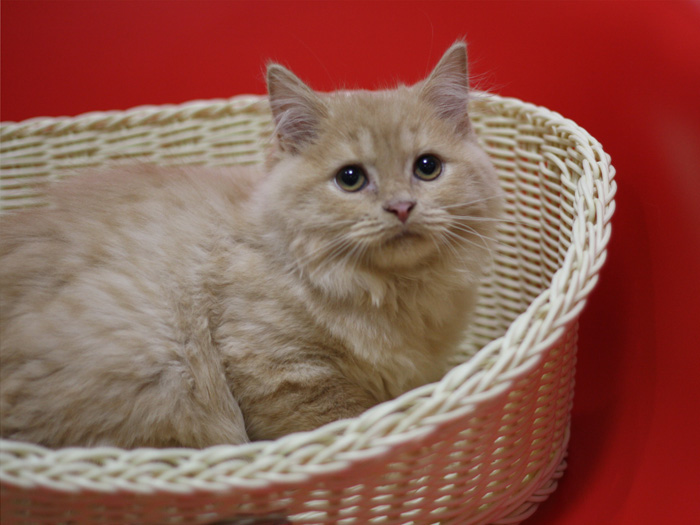 スコティッシュフォールドの子猫画像