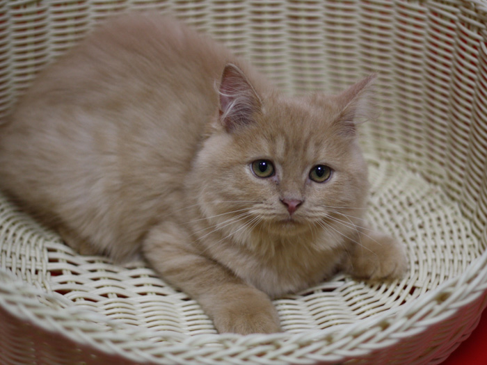 スコティッシュフォールドの子猫画像