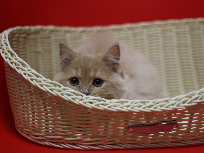 スコティッシュフォールドの子猫画像