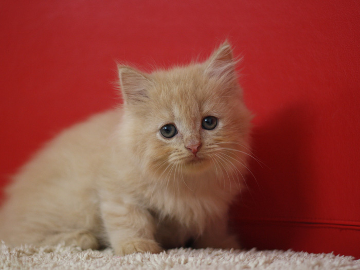 スコティッシュフォールドの子猫画像