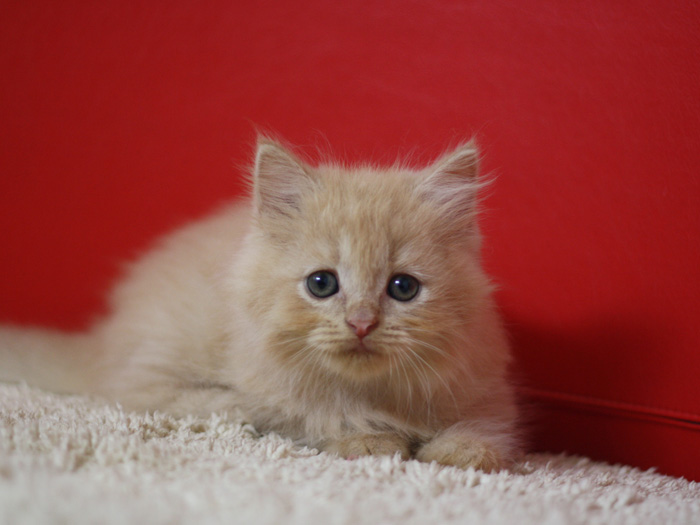 スコティッシュフォールドの子猫画像