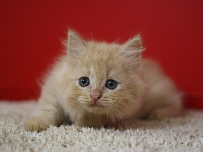 スコティッシュフォールドの子猫画像