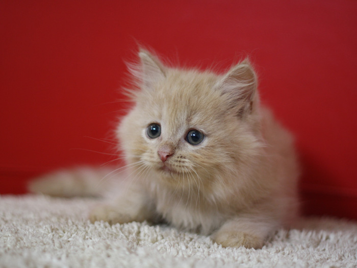 スコティッシュフォールドの子猫画像
