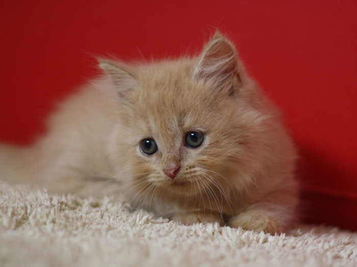 スコティッシュフォールドの子猫画像